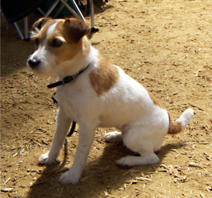 Obese Jack Russell