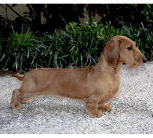 standard short haired dachshund