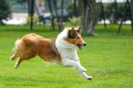 rough collie dogs